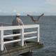 Sopot